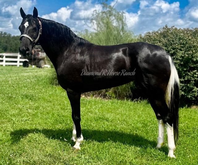 KISSES - BLACK MISSOURI FOX TROTTER MARE