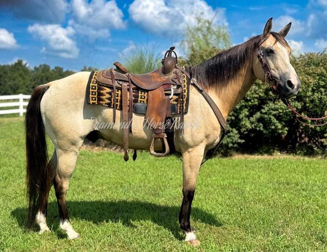 DAKOTA - BUCKSKIN QUARTER GELDING