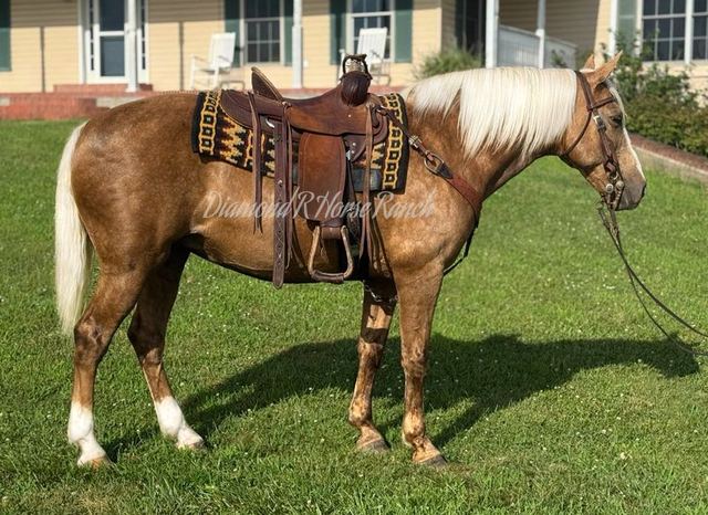 GOLDIE - PALOMINO MISSOURI FOX TROTTER MARE