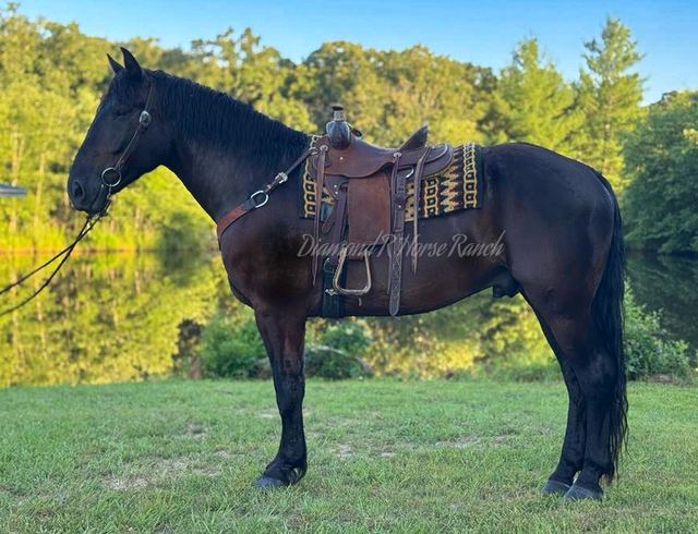 NIGHTSHADE - BLACK DRAFT CROSS GELDING