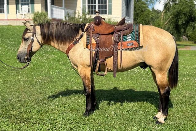 CANYON - BUCKSKIN QUARTER GELDING