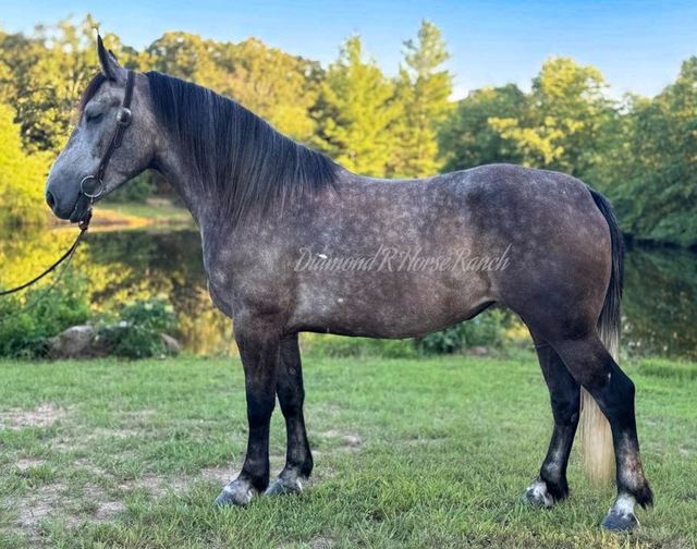 ATHENA - GORGEOUS DARK GREY DRAFT CROSS MARE