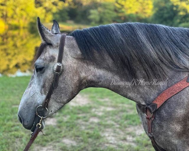 ATHENA - GORGEOUS DARK GREY DRAFT CROSS MARE