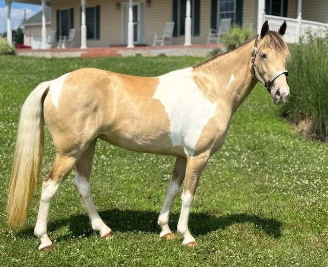 AMBER - BUCKSKIN SPOTTED MISSOURI FOX TROTTER MARE