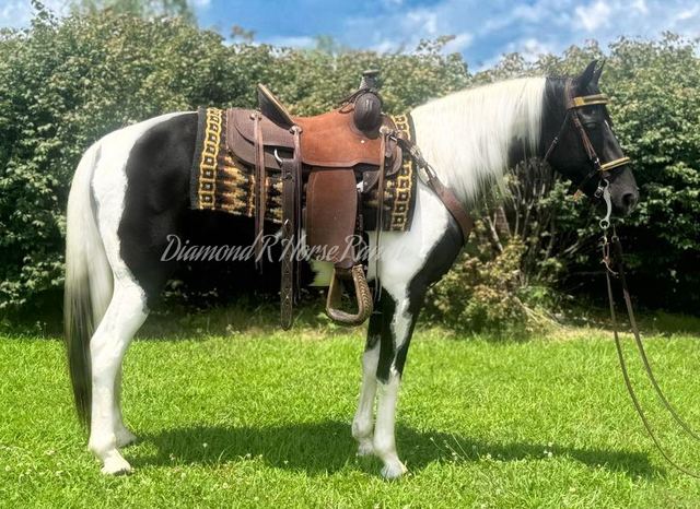 CASH - BLACK & WHITE SPOTTED SADDLE HORSE GELDING