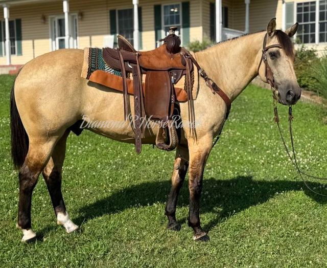CANYON - BUCKSKIN QUARTER GELDING