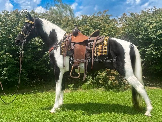 CASH - BLACK & WHITE SPOTTED SADDLE HORSE GELDING