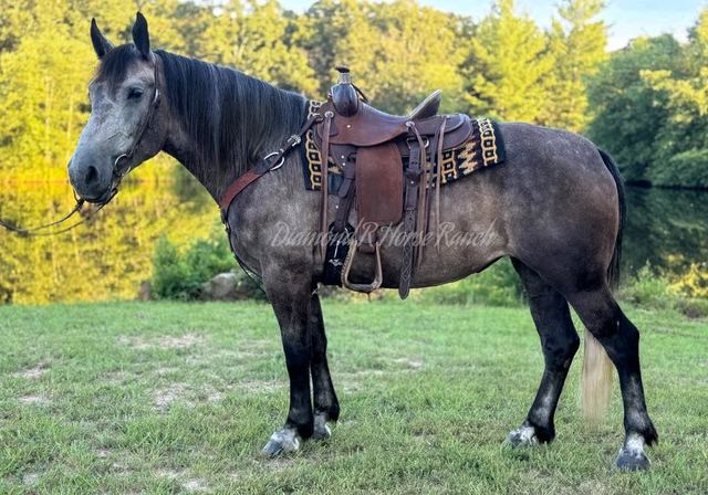 ATHENA - GORGEOUS DARK GREY DRAFT CROSS MARE