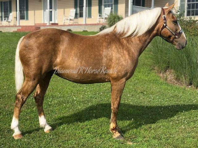 GOLDIE - PALOMINO MISSOURI FOX TROTTER MARE