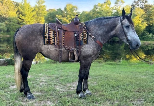 ATHENA - GORGEOUS DARK GREY DRAFT CROSS MARE