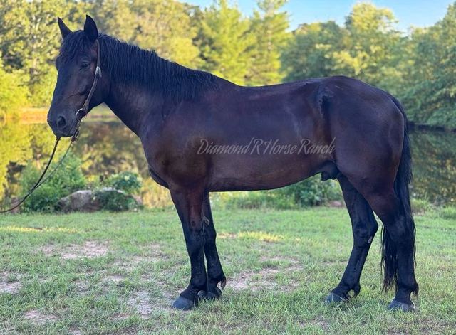 NIGHTSHADE - BLACK DRAFT CROSS GELDING
