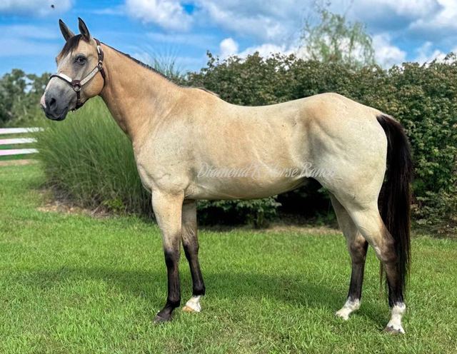 DAKOTA - BUCKSKIN QUARTER GELDING