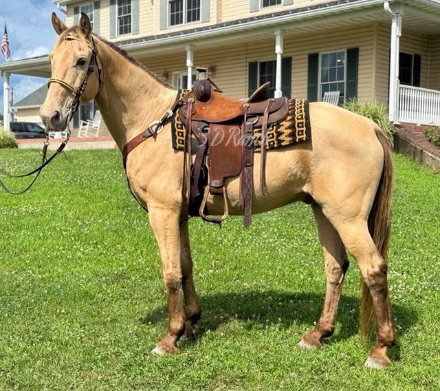 CAPTAIN - CHAMPAGNE MISSOURI FOX TROTTER GELDING