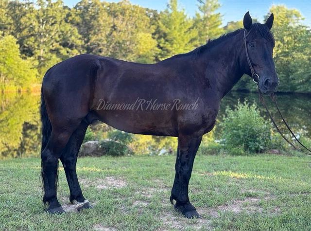 NIGHTSHADE - BLACK DRAFT CROSS GELDING