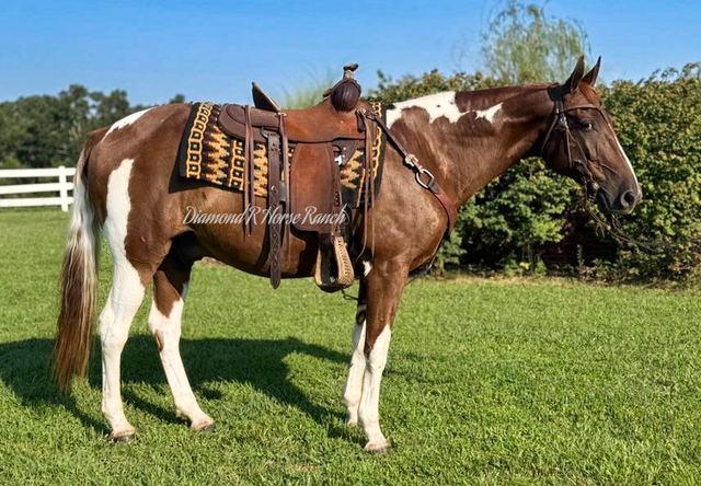 JIGSAW - CHESTNUT & WHITE SPOTTED MISSOURI FOX TROTTER GELDING