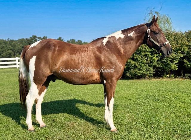 JIGSAW - CHESTNUT & WHITE SPOTTED MISSOURI FOX TROTTER GELDING