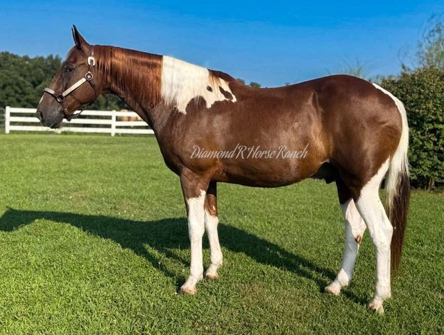 JIGSAW - CHESTNUT & WHITE SPOTTED MISSOURI FOX TROTTER GELDING