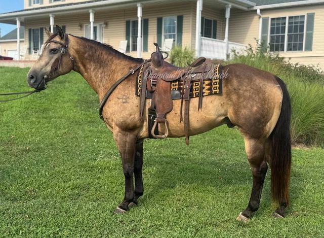 LOUIE - BUCKSKIN QUARTER GELDING