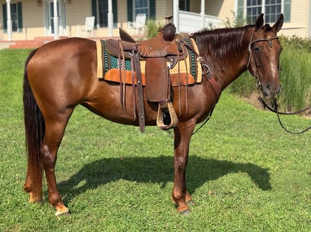 ROSIE - CHESTNUT MISSOURI FOX TROTTER MARE