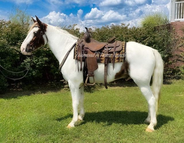 APACHE - SPOTTED MISSOURI FOX TROTTER GELDING
