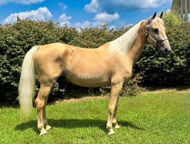 NUGGET - PALOMINO MISSOURI FOX TROTTER GELDING
