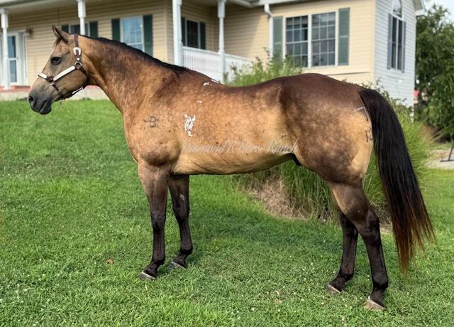 LOUIE - BUCKSKIN QUARTER GELDING