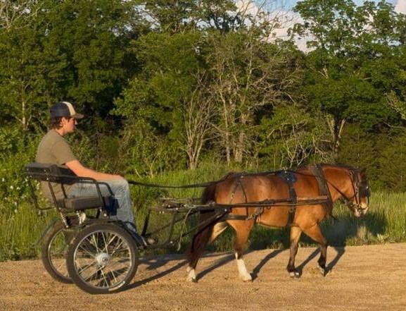 BUTTERCUP - BAY ROAN PONY MARE