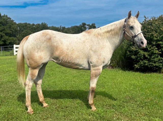 MILKSHAKE - RED ROAN VARNISH QUARTER APP MARE