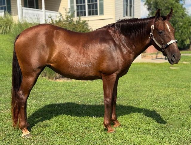 ROSIE - CHESTNUT MISSOURI FOX TROTTER MARE