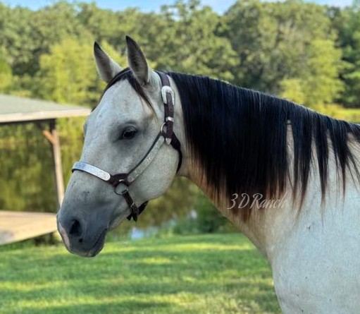 BUTTERMILK - BUTTERMILK BUCKSKIN QUARTER GELDING