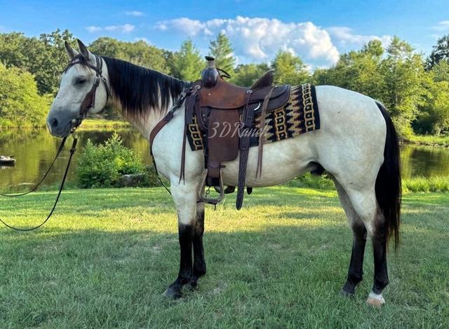 BUTTERMILK - BUTTERMILK BUCKSKIN QUARTER GELDING