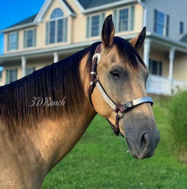 LEO - BUCKSKIN QUARTER GELDING