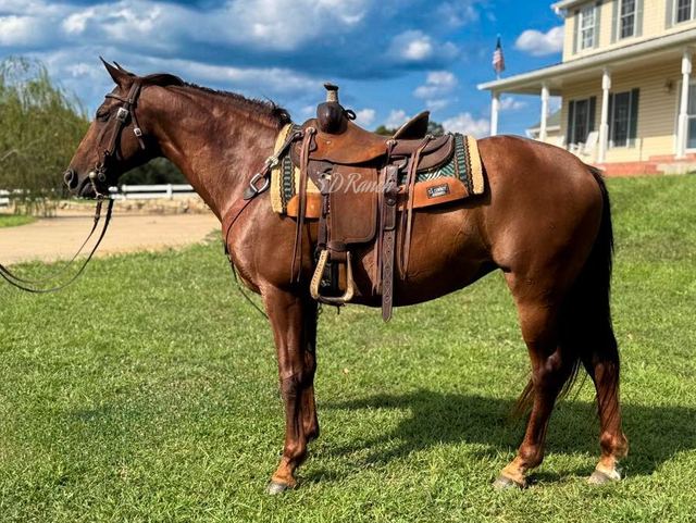 ROSIE - CHESTNUT MISSOURI FOX TROTTER MARE