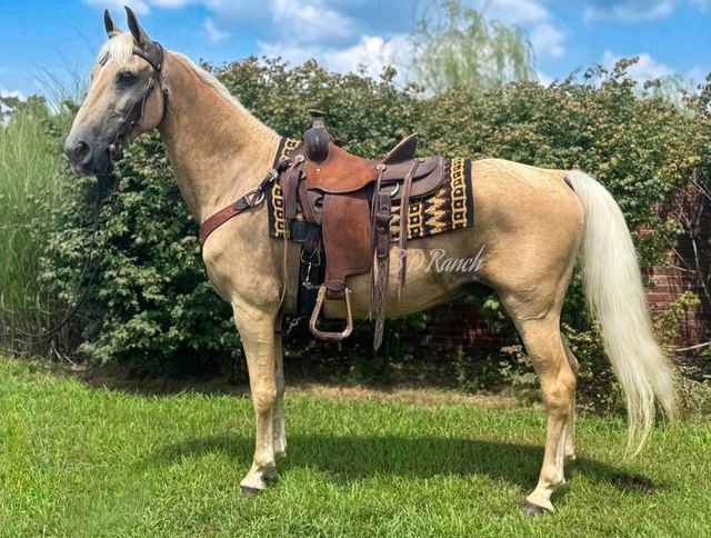 NUGGET - PALOMINO MISSOURI FOX TROTTER GELDING