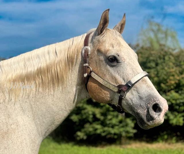 MILKSHAKE - RED ROAN VARNISH QUARTER APP MARE
