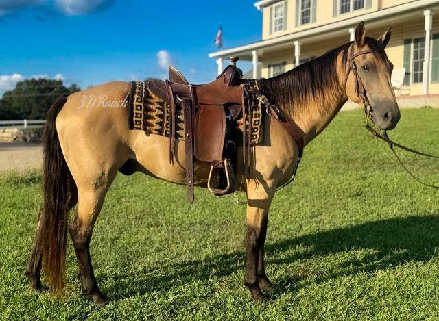 LEO - BUCKSKIN QUARTER GELDING