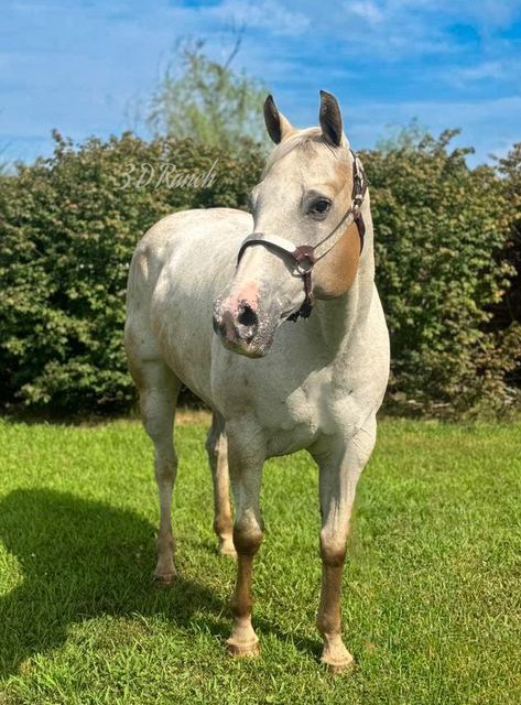 MILKSHAKE - RED ROAN VARNISH QUARTER APP MARE