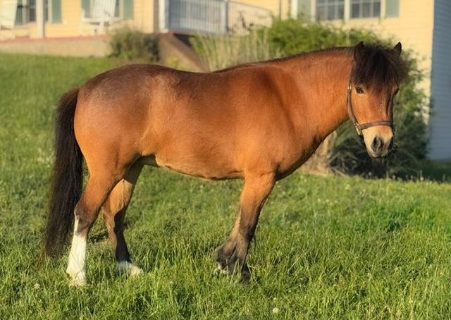 BUTTERCUP - BAY ROAN PONY MARE