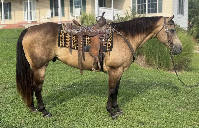 LOUIE - BUCKSKIN QUARTER GELDING