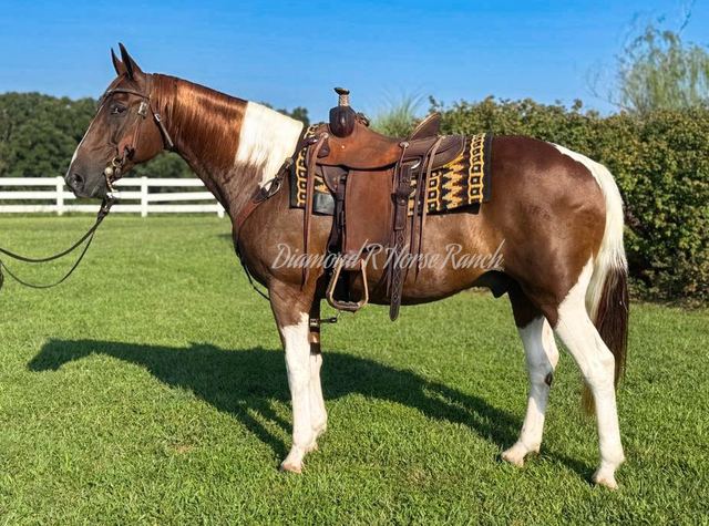 JIGSAW - CHESTNUT & WHITE SPOTTED MISSOURI FOX TROTTER GELDING