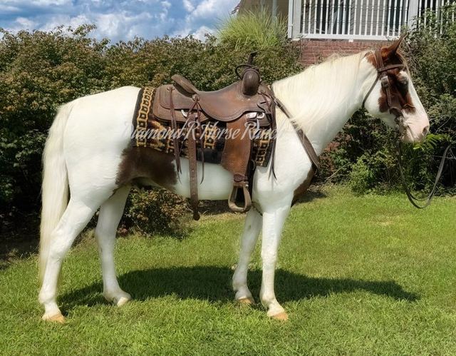 APACHE - SPOTTED MISSOURI FOX TROTTER GELDING