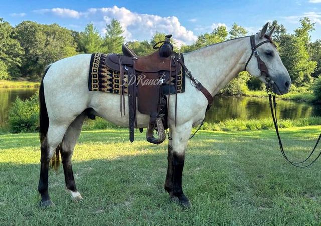 BUTTERMILK - BUTTERMILK BUCKSKIN QUARTER GELDING