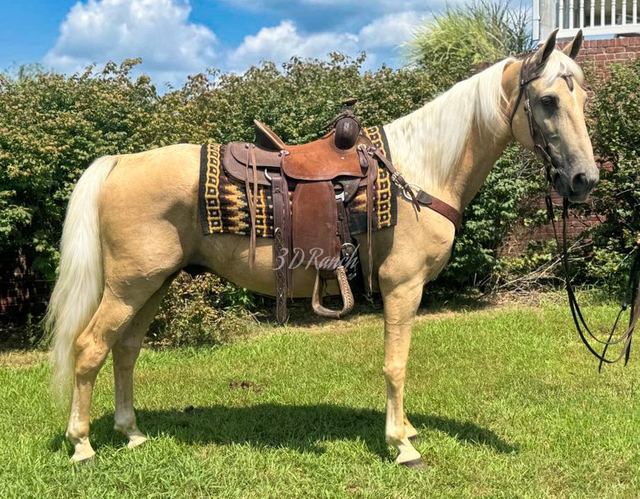 NUGGET - PALOMINO MISSOURI FOX TROTTER GELDING