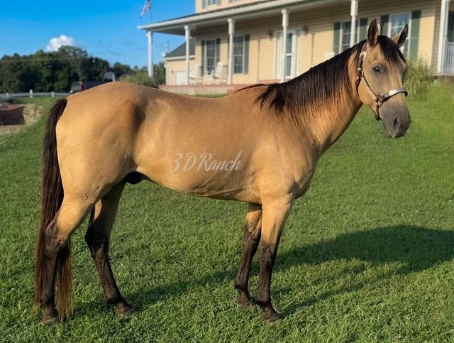 LEO - BUCKSKIN QUARTER GELDING