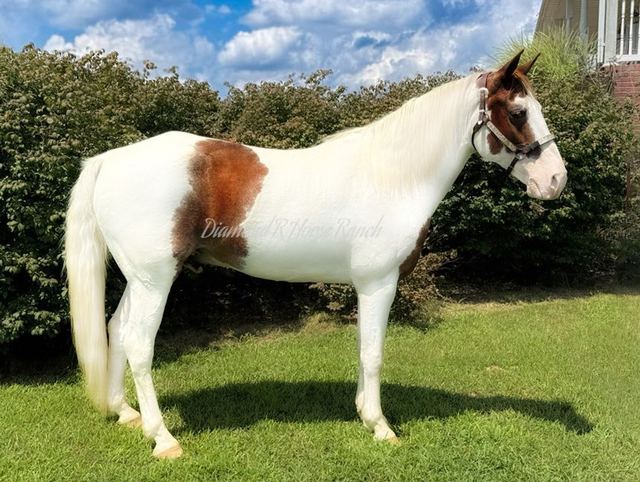 APACHE - SPOTTED MISSOURI FOX TROTTER GELDING