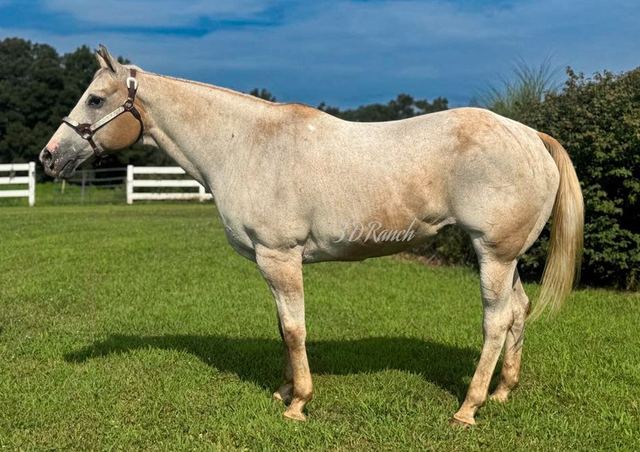 MILKSHAKE - RED ROAN VARNISH QUARTER APP MARE