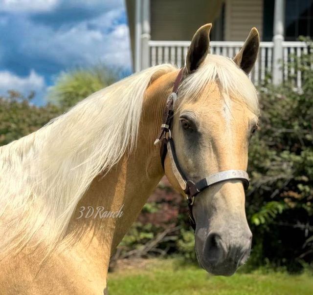 NUGGET - PALOMINO MISSOURI FOX TROTTER GELDING