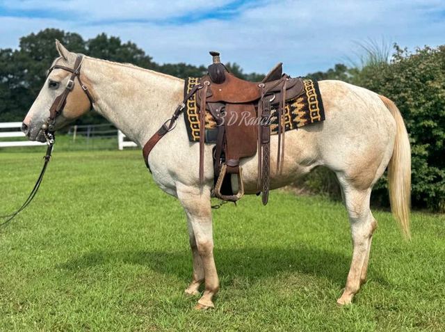 MILKSHAKE - RED ROAN VARNISH QUARTER APP MARE