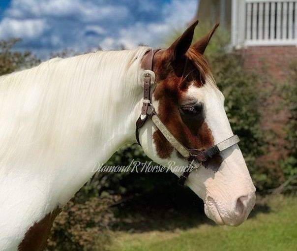 APACHE - SPOTTED MISSOURI FOX TROTTER GELDING