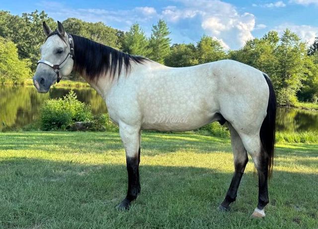 BUTTERMILK - BUTTERMILK BUCKSKIN QUARTER GELDING